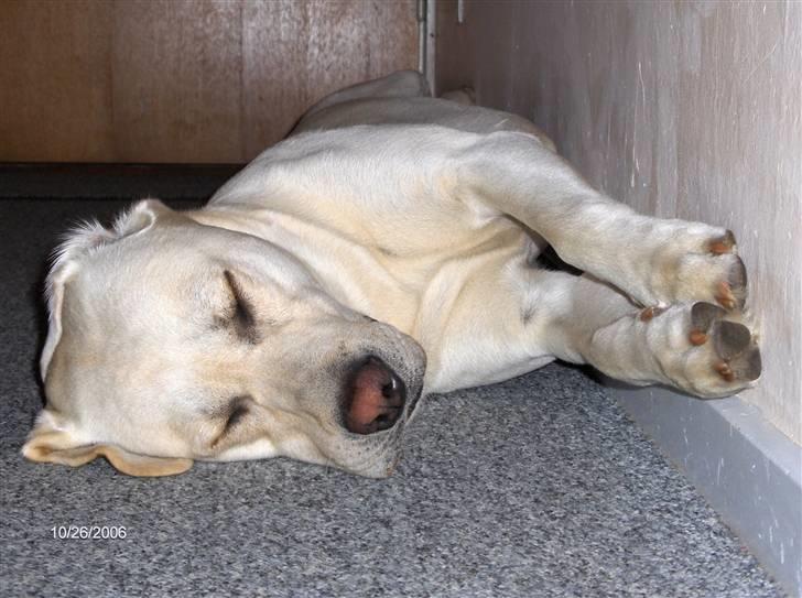 Labrador retriever Balder billede 15