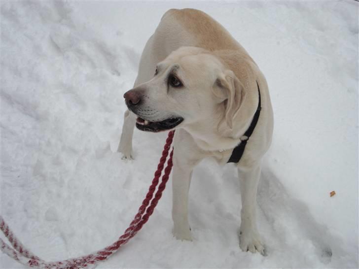 Labrador retriever Balder billede 16