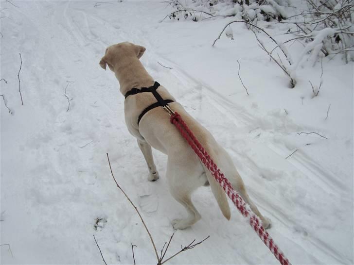 Labrador retriever Balder billede 17