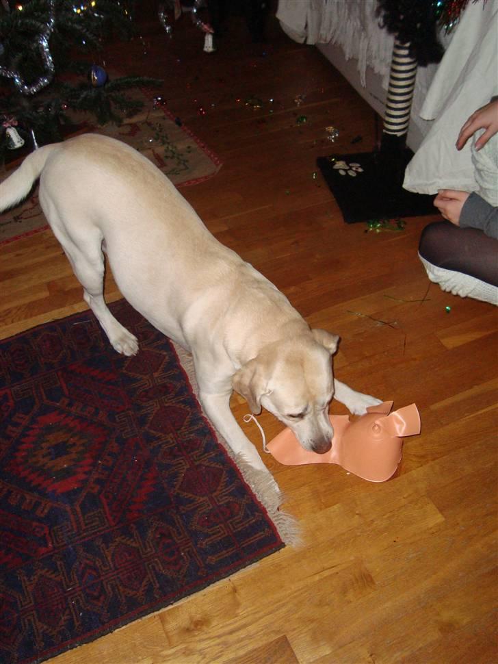 Labrador retriever Balder billede 18