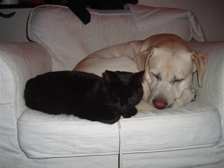 Labrador retriever Balder - Balder og vores kat, Liva, sover tæt sammen:-) billede 19