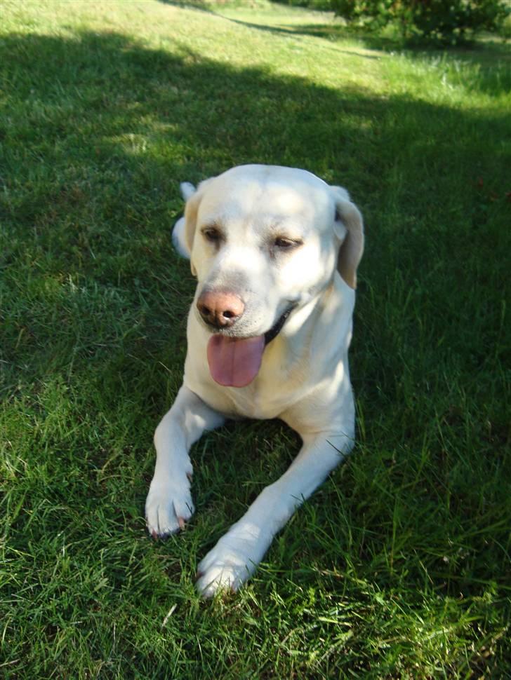 Labrador retriever Balder billede 20