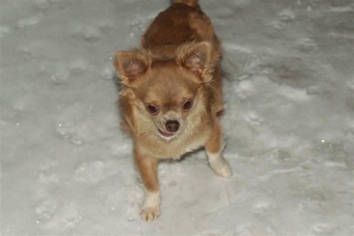 Chihuahua Gremlin billede 16