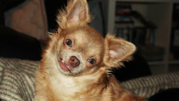 Chihuahua Gremlin billede 17