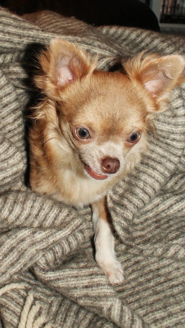 Chihuahua Gremlin billede 18