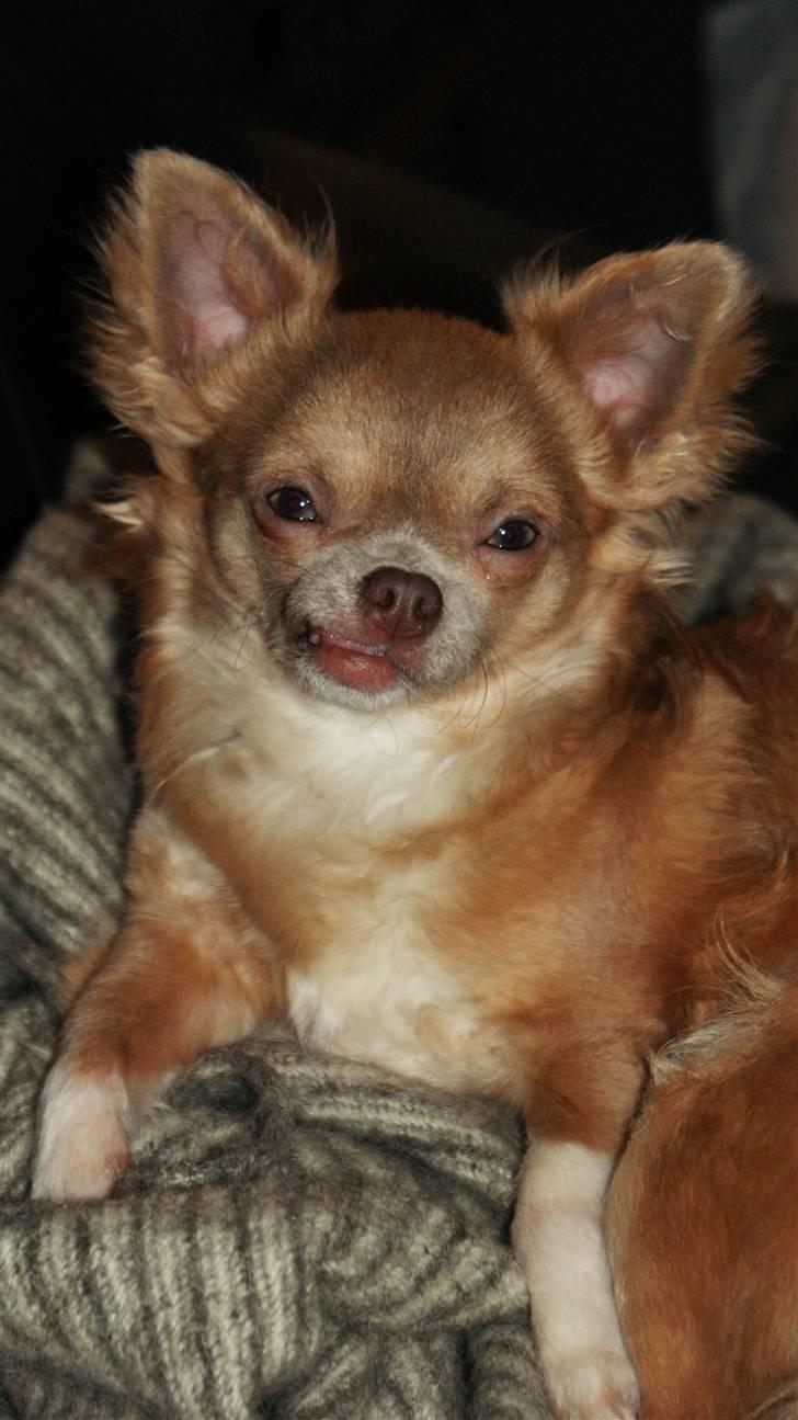 Chihuahua Gremlin billede 19