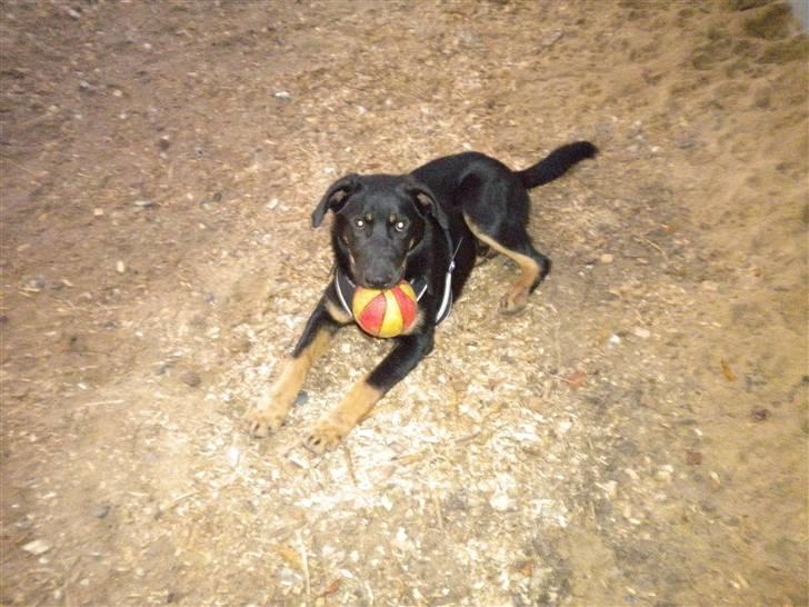 Blanding af racer max / maxi - vagt på vilhelmsborg (træning til vagt ) billede 4