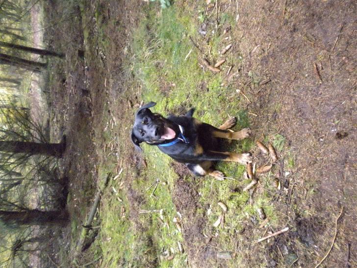 Blanding af racer max / maxi - skov billede billede 5