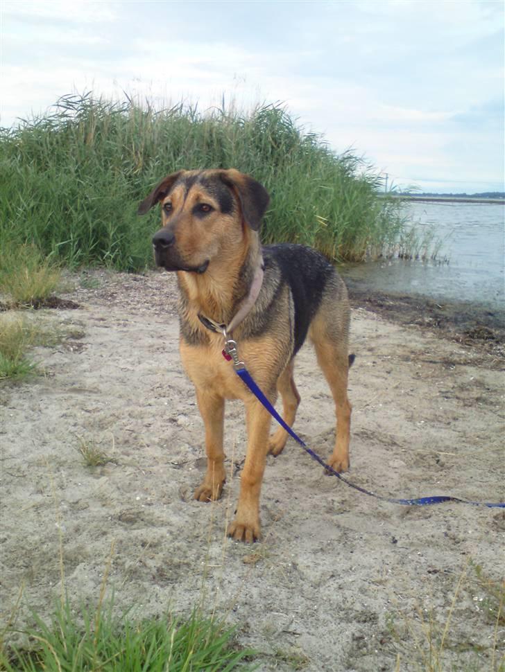 Blanding af racer Jamie <3 R.I.P min smukke pige<3 billede 7