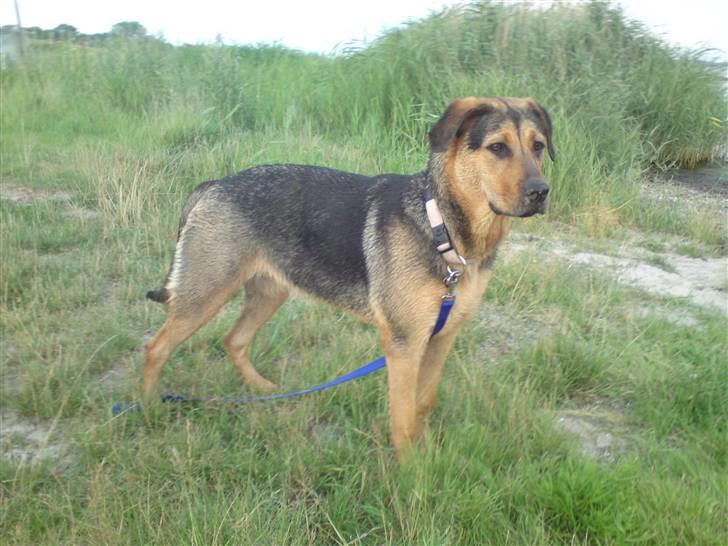 Blanding af racer Jamie <3 R.I.P min smukke pige<3 billede 8