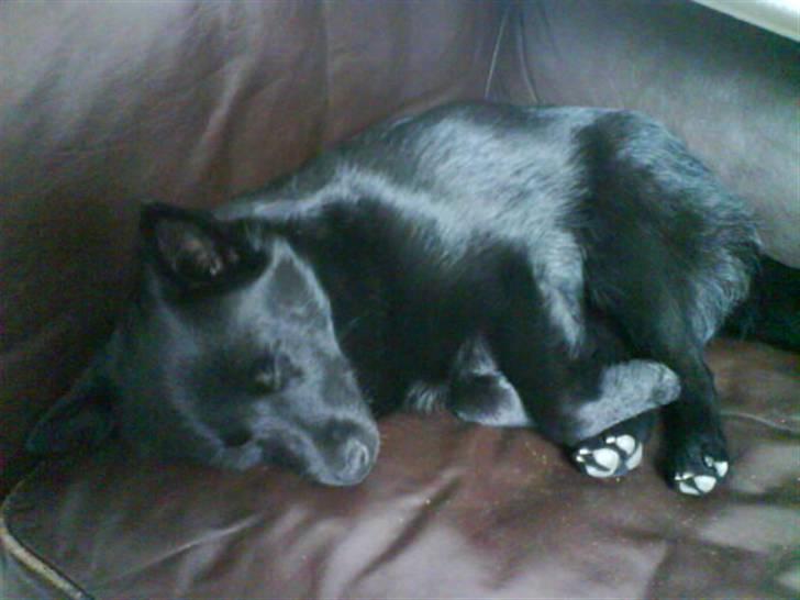 Schipperke Rijona Sille - Uhh, det er nu dejligt med en god lur i sofaen ;) billede 3