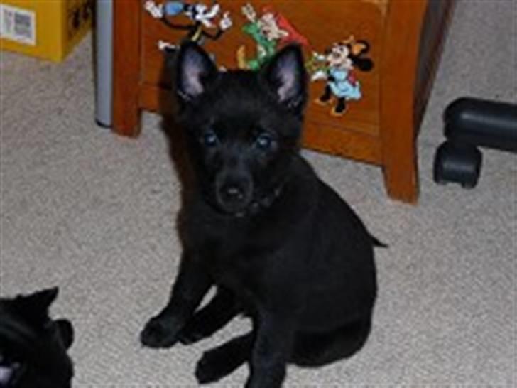 Schipperke Rijona Sille - Lille Sille som hvalp! billede 5