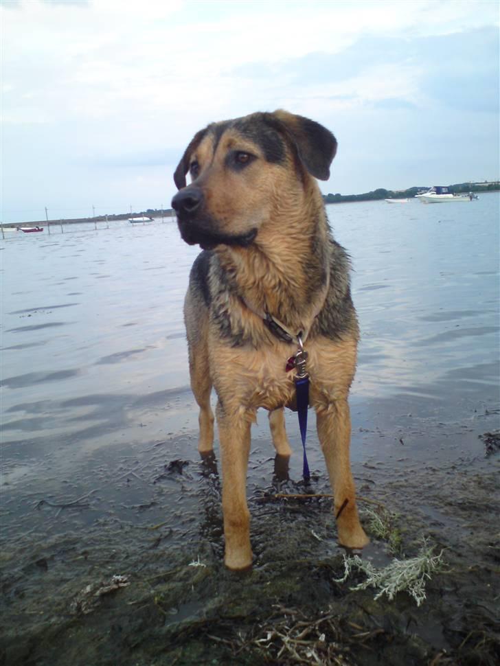 Blanding af racer Jamie <3 R.I.P min smukke pige<3 billede 9