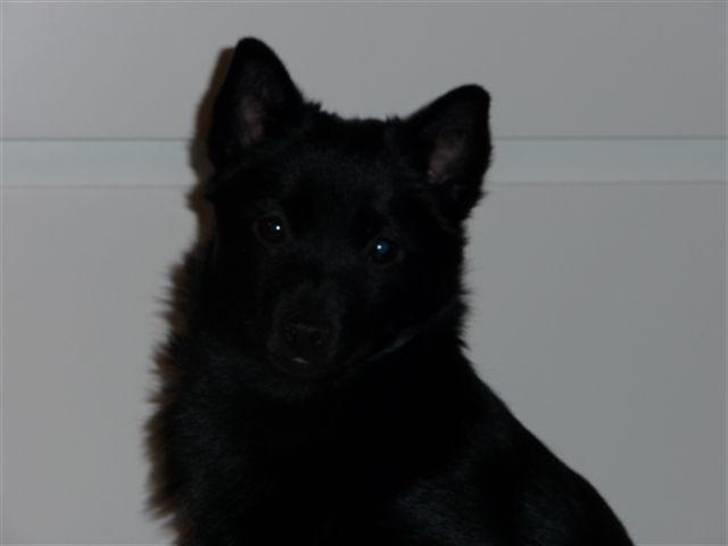 Schipperke Rijona Sille - Sille som hvalp - fotogen har hun ALTID været... billede 6