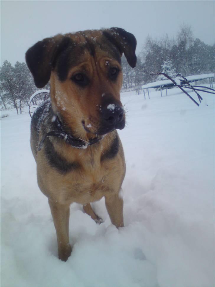 Blanding af racer Jamie <3 R.I.P min smukke pige<3 billede 10