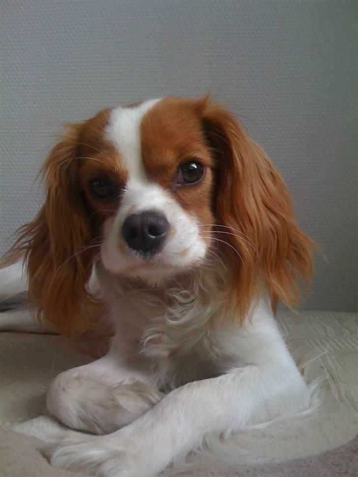 Cavalier king charles spaniel Agersbøls Liva billede 2