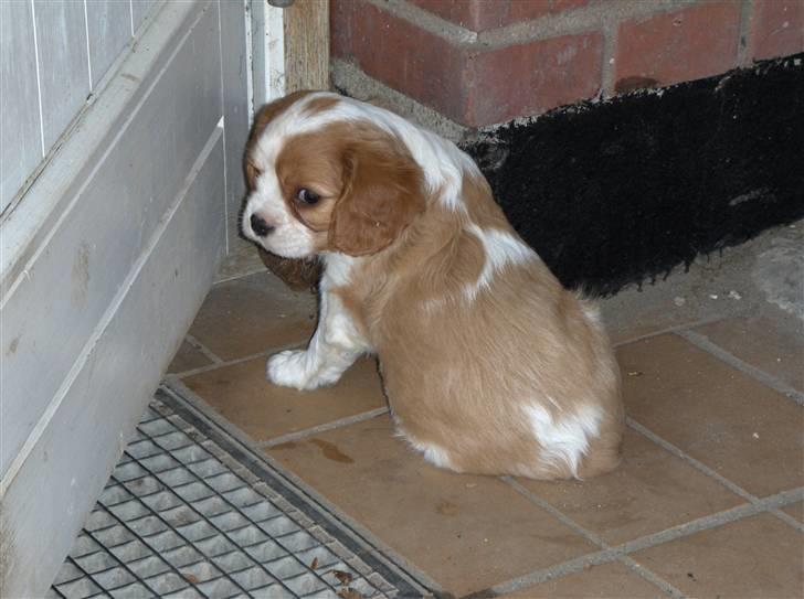 Cavalier king charles spaniel Agersbøls Liva - Da min nye mor og far var ude at se mig, og så blev jeg altså SÅ træt billede 3