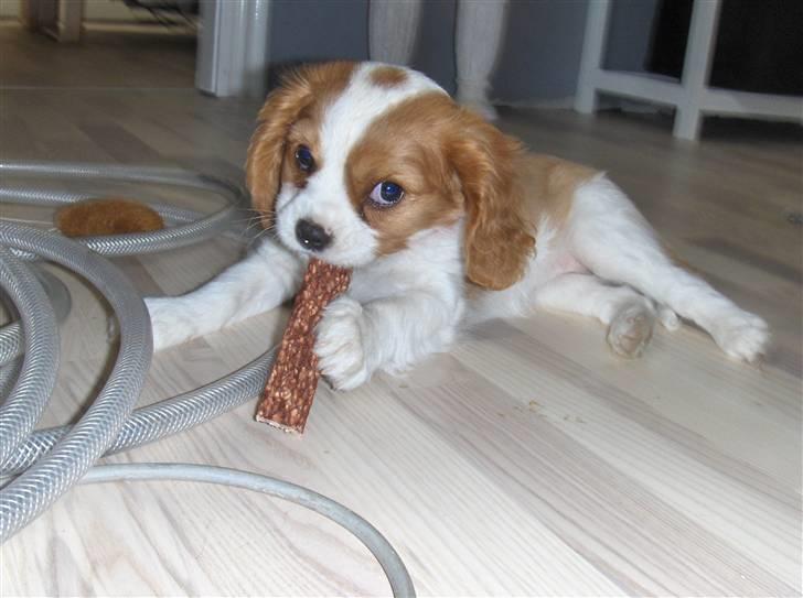 Cavalier king charles spaniel Agersbøls Liva billede 4