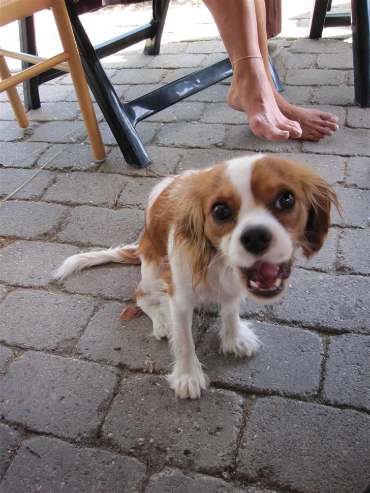 Cavalier king charles spaniel Agersbøls Liva - Jeg egner mig da fint som tegnefilms helt figur billede 6