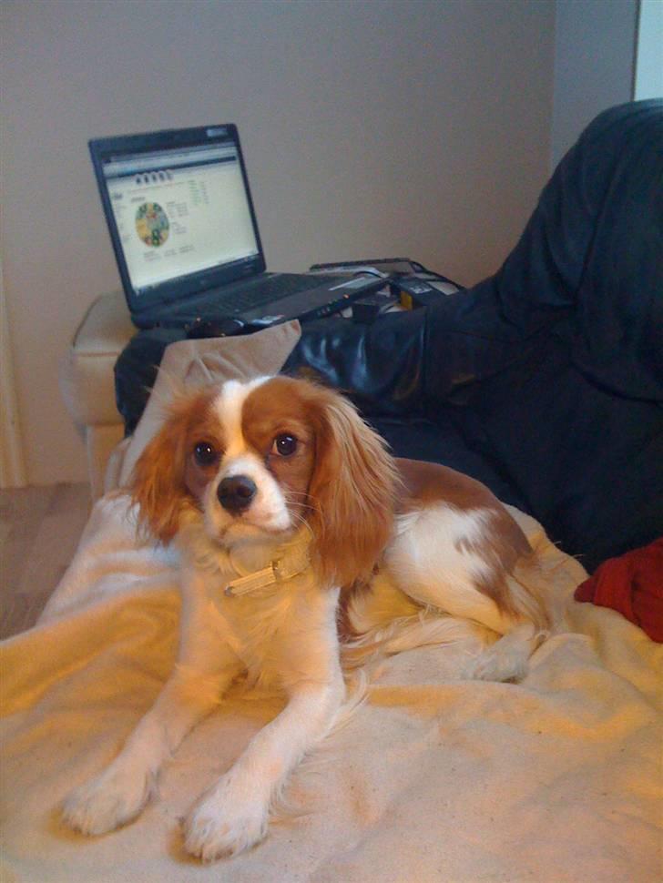 Cavalier king charles spaniel Agersbøls Liva billede 7