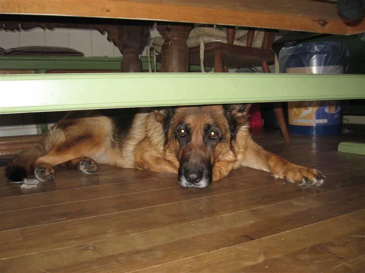 Schæferhund Bonnie billede 2