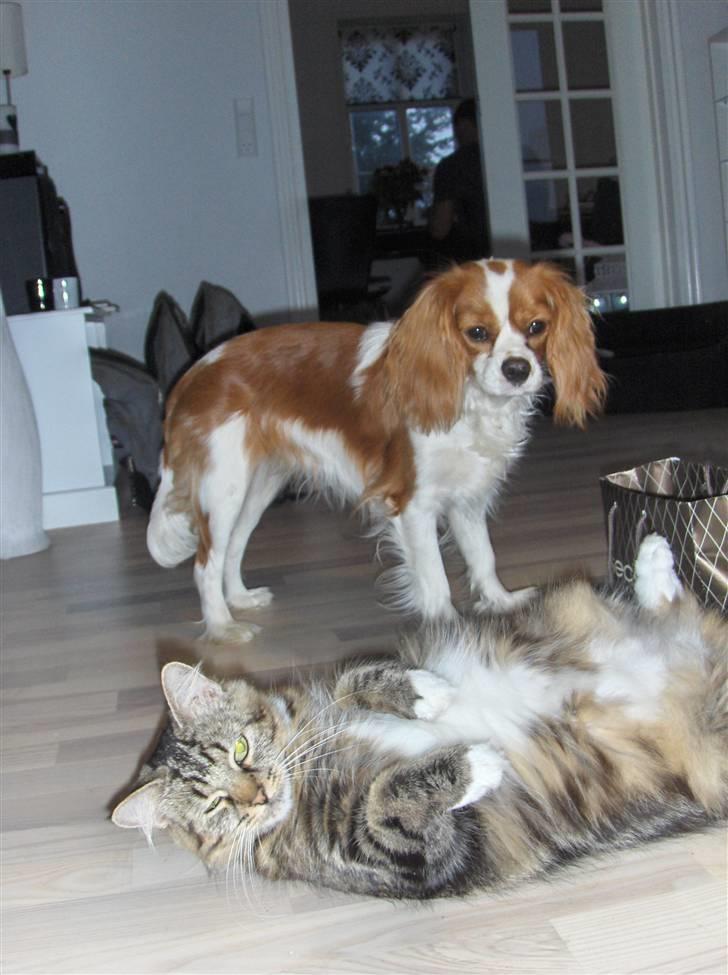 Cavalier king charles spaniel Agersbøls Liva - Fjollede kat, sådan noget gør jeg i hvert fald IKKE....! billede 8