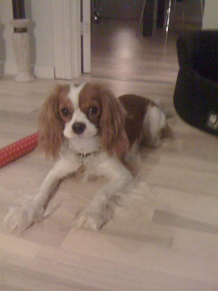 Cavalier king charles spaniel Agersbøls Liva - Hvad venter vi på.. billede 9