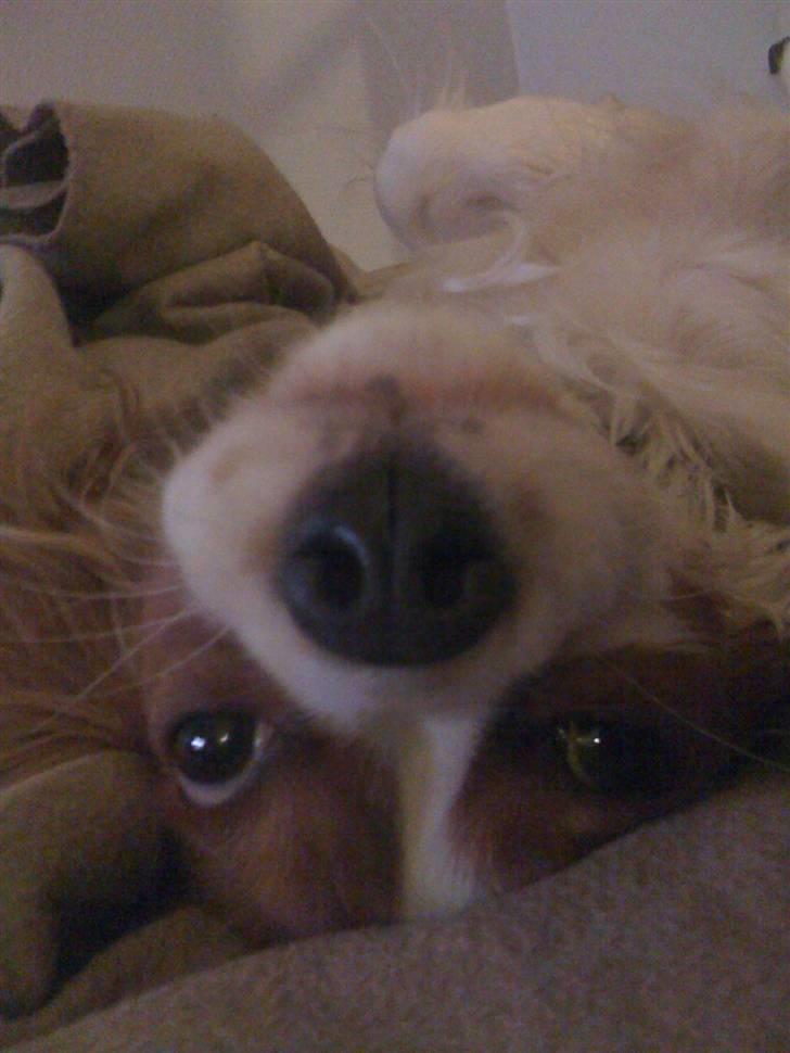 Cavalier king charles spaniel Agersbøls Liva billede 10