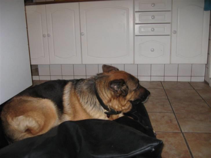 Schæferhund Bonnie billede 3