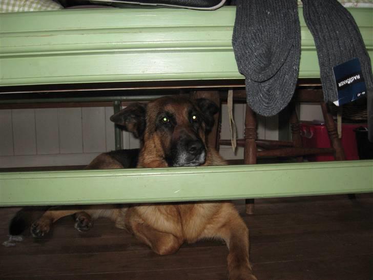 Schæferhund Bonnie billede 4