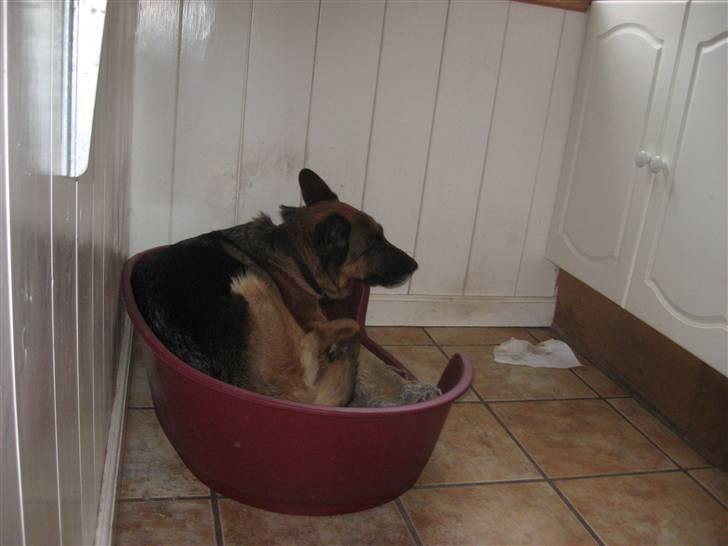 Schæferhund Bonnie billede 5