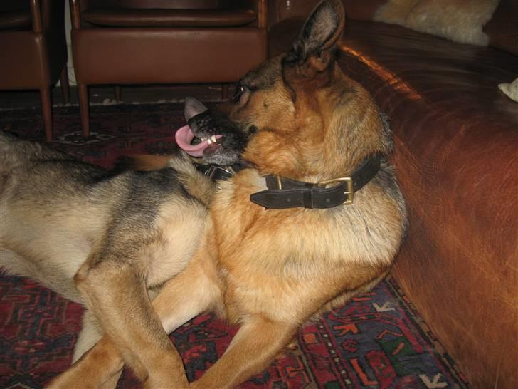 Schæferhund Bonnie billede 6