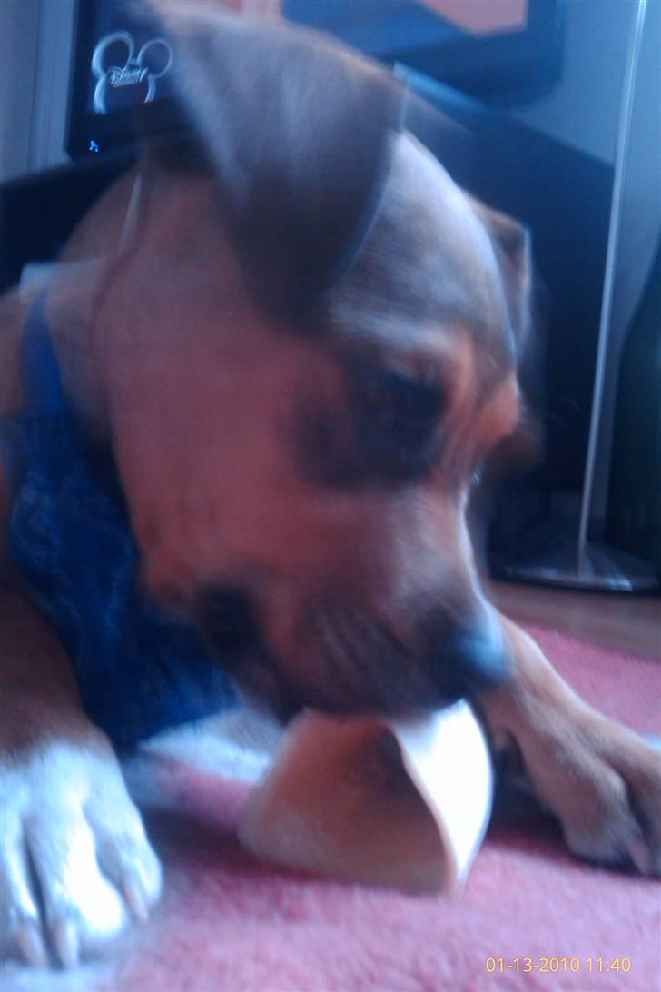 Blanding af racer Tino billede 1