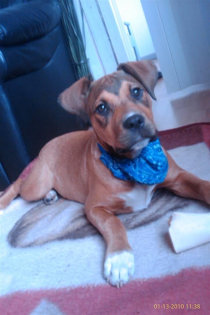 Blanding af racer Tino billede 2