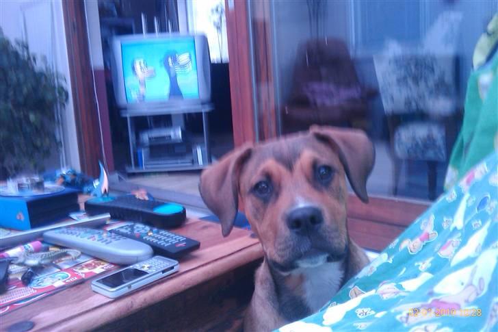 Blanding af racer Tino billede 3