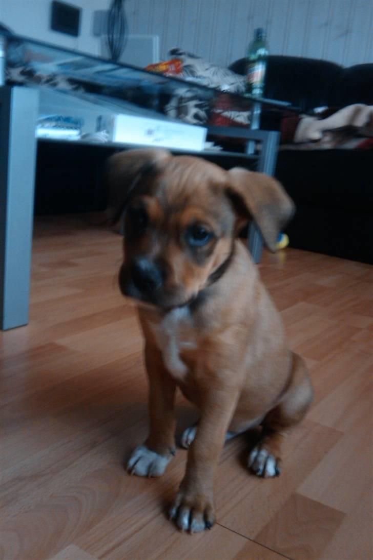 Blanding af racer Tino billede 4