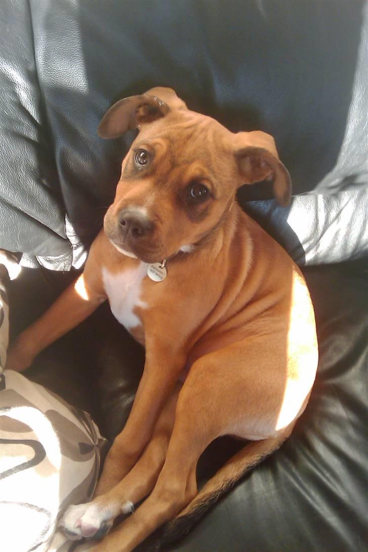 Blanding af racer Tino billede 5