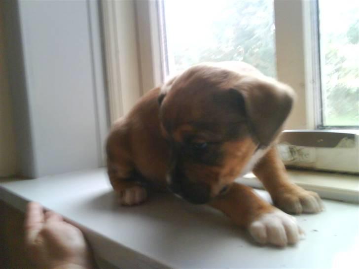 Blanding af racer Tino billede 6