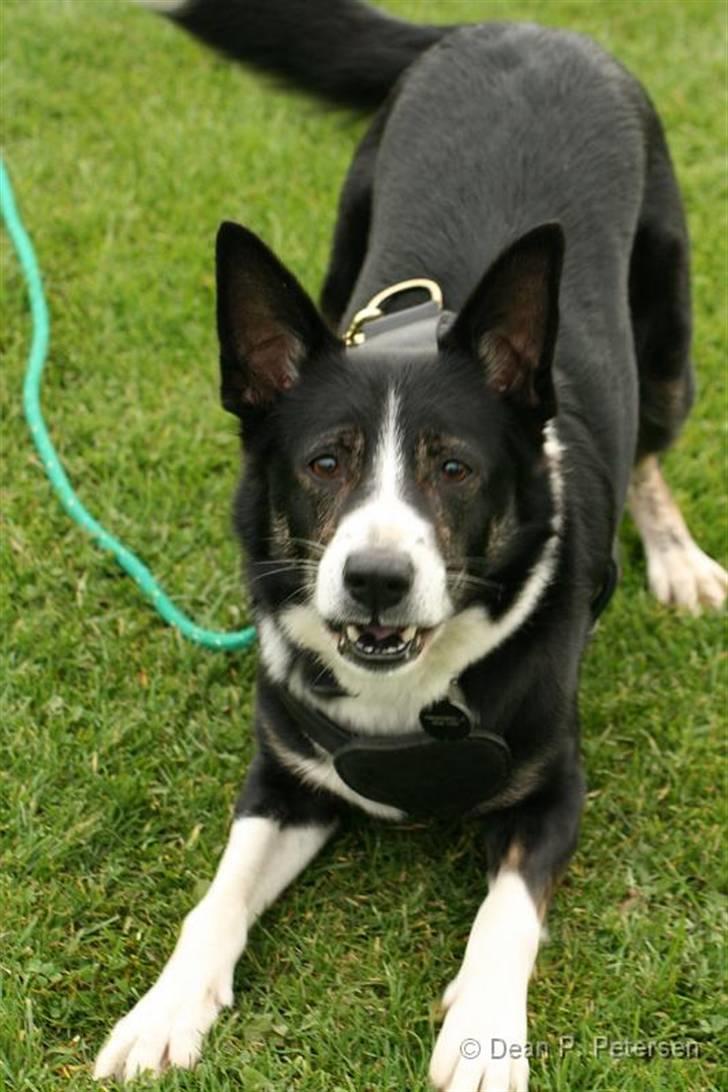 Border collie Píla - Jeg tror, fotografen sagde PSSSTTTTT til Píla  ;-) billede 7