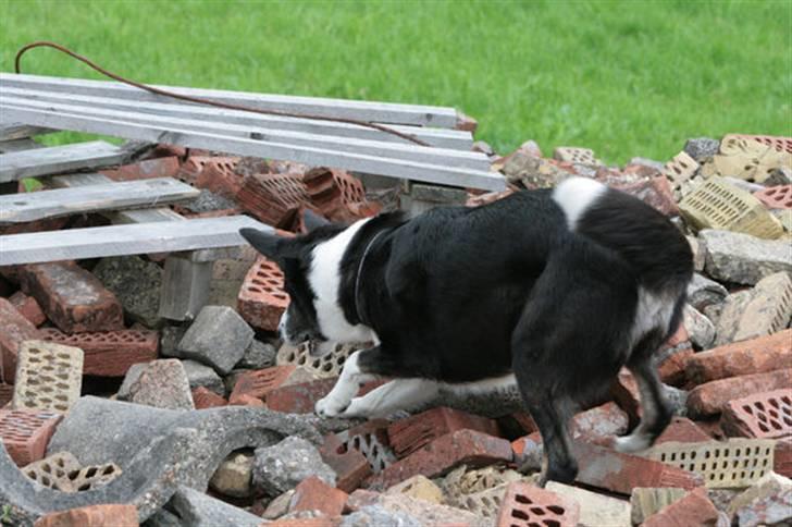 Border collie Píla - Píla har fundet en figurant gemt i ruinen. "Du er fundet, VOV VOV VOV. STIK MIG SÅ MIN BOLD"! synes Píla at sige billede 9