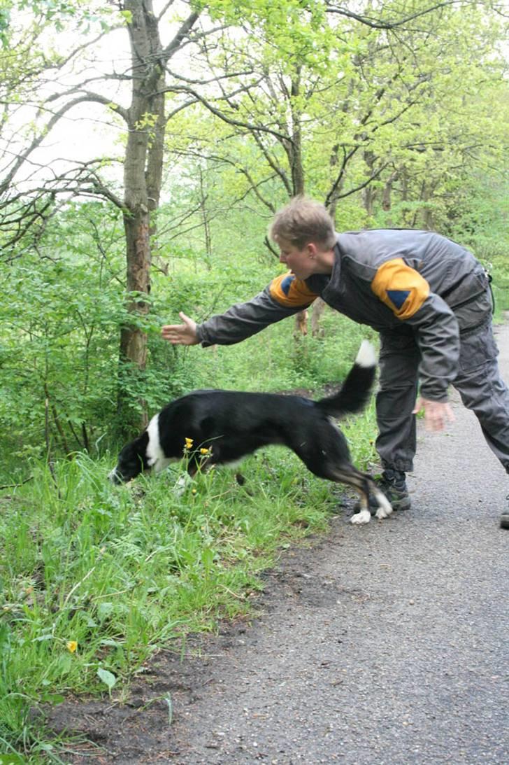 Border collie Píla - Píla bliver sendt ud og runderer efter skjulte figuranter i skoven billede 10
