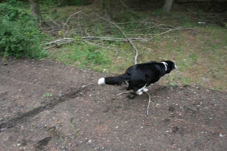 Border collie Píla - Og hun elsker det - der er fart på, når hun lægger fra billede 11
