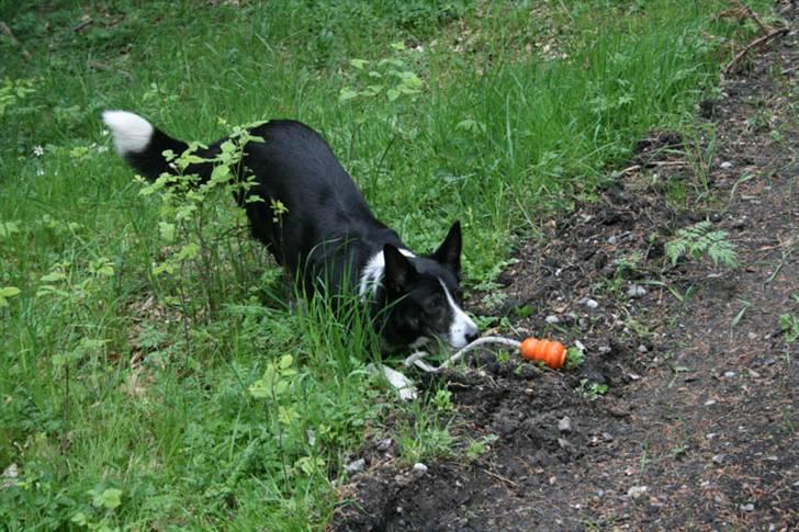 Border collie Píla - "Se hvad jeg fik af den flinke mand, jeg fandt", siger Píla og opfordrer til mere leg billede 12