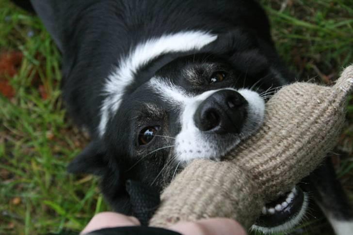 Border collie Píla - Píla går aldrig af vejen for en trækkeleg - her med selveste fotografen billede 13