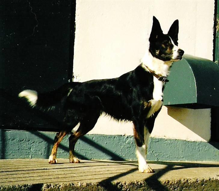 Border collie Píla - Píla i sine unge dage. Der er stil over damen billede 14