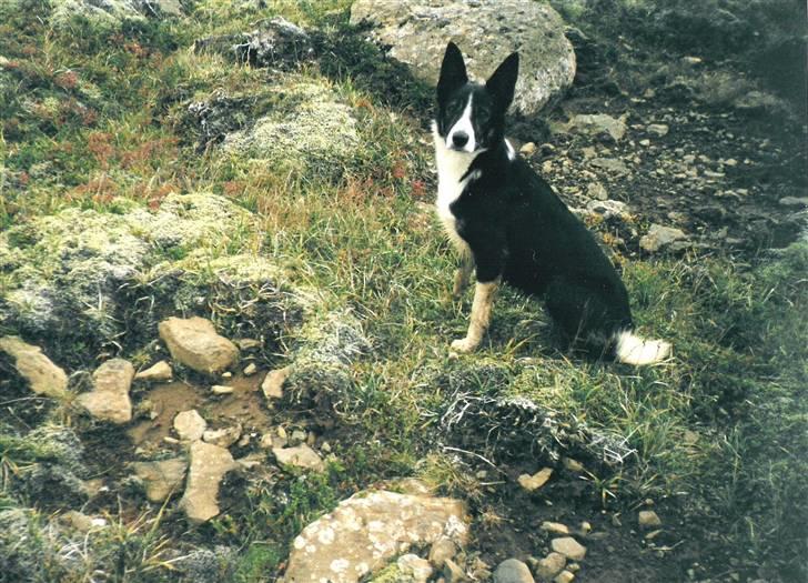 Border collie Píla - En ung Píla (ca. et år) på fjeldet for at samle får billede 15