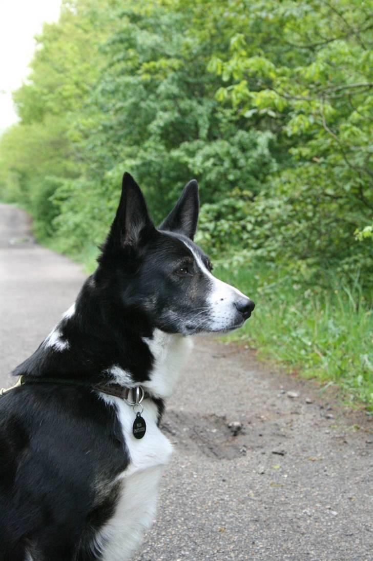 Border collie Píla - Píla ni år. Grå om næsen men stadig med masser af stil. Hun har set meget i sit liv , hvilket blikket også tydeligt viser: Roligt og klogt. Píla vil med garanti altid være min klogeste og bedste hund - en konstatering - ikke pral billede 16