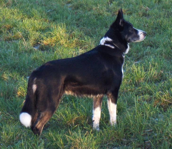 Border collie Píla - Min smukke Píla. Ti år og stadig flot. Klar til at arbejde men har accepteret, at livet ikke går helt så stærkt længere - ikke at hun ikke gerne vil, men kroppen har fået sine begrænsninger billede 17