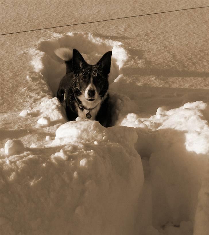 Border collie Píla - "Hvad..?! Er du sikker på, at der ikke er mus her"?  Tossede hund - 10 år og still going strong billede 18