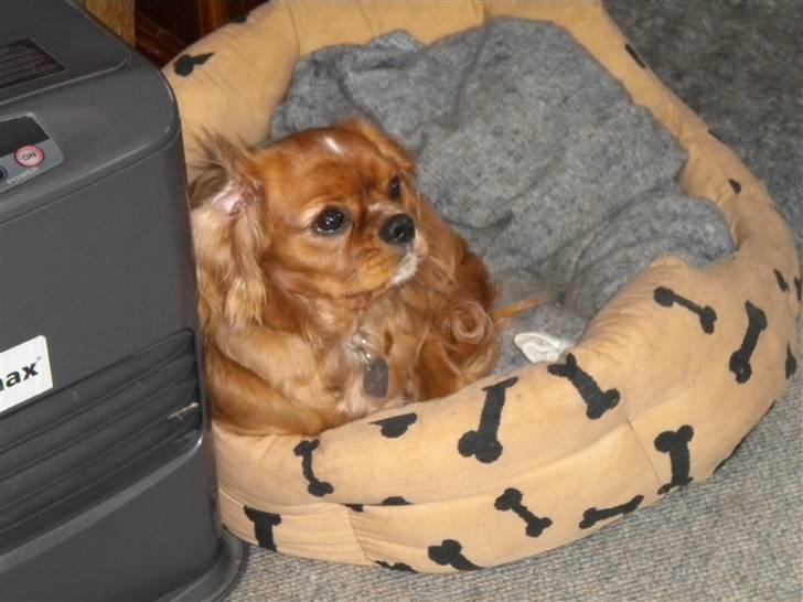 Cavalier king charles spaniel tulle - her er mors lille tulle på camping det er hun vild med billede 6